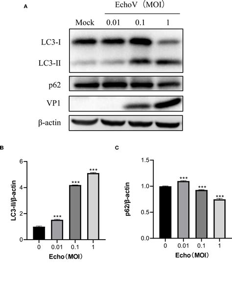 Echovirus Induces Autophagy To Promote Viral Replication Via Regulating