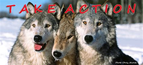 Love Is An Animal Wolves In Danger Take Action
