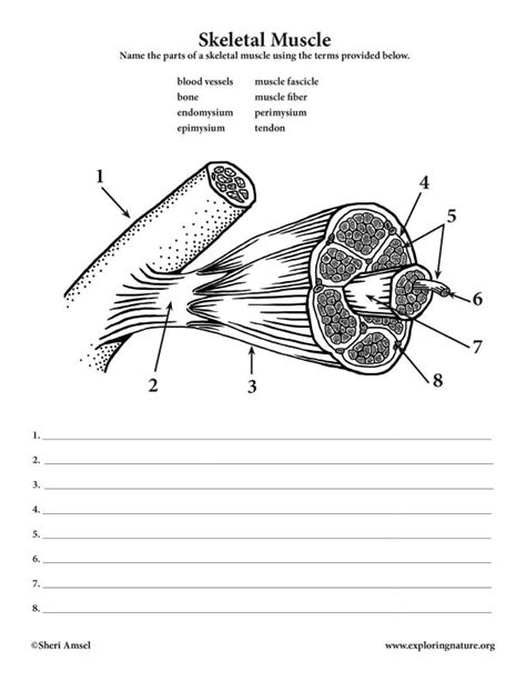 Diagram Structure Of Skeletal Muscle Diagram To Label Mydiagramonline