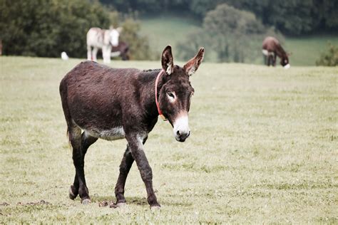 Donkey On Grass Field · Free Stock Photo