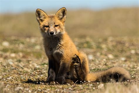 Red Fox Kit Vulpes Vulpes Washington State Today I