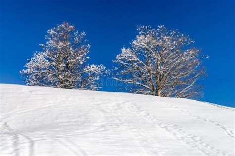 Calm Place White Snow And Winter Trees On Ski Resort Stock Image