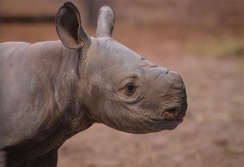 Endangered Rhino Birth Caught On Camera At Chester Zoo Zooborns