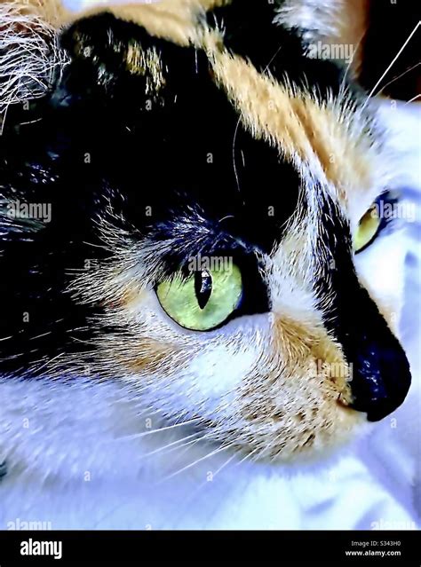Portrait Of Beautiful Indoor Companion Pet Spayed Female Calico Cat