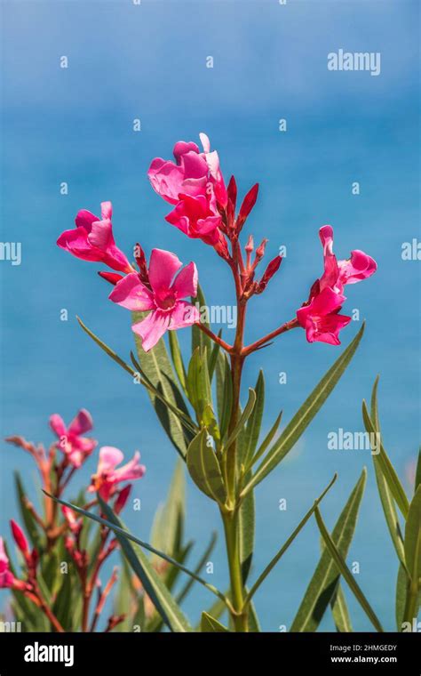 Nerium Oleander Flowers On A Blue Sky Background Stock Photo Alamy