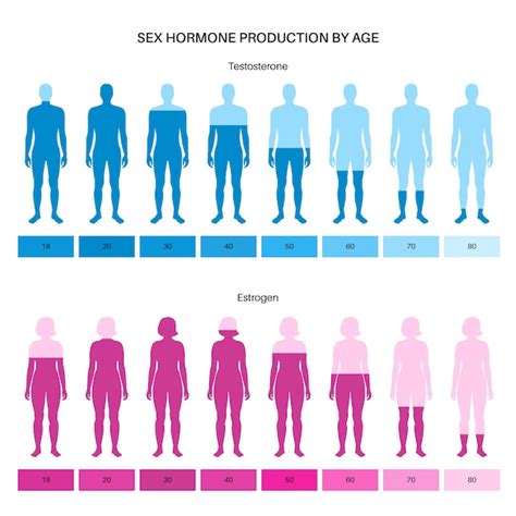 Premium Vector Estrogen And Testosterone Level Color Chart Sex Hormone Production By Age