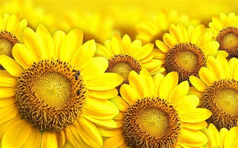 Sunflower Desktop Wallpapers 72 Background Pictures