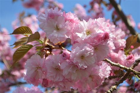 Apr 13, 2021 · these flowering trees have a lot to offer as landscape trees. Kwanzan cherry tree with deep pink cherry blossom flowers ...
