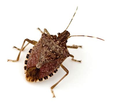 How To Identify Stink Bugs In Pennsylvania New Jersey And Delaware