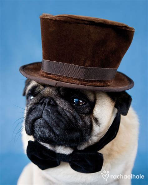 Cosmo Pug A Top Hat For A Top Dog Cute Pugs Pugs Funny Pugs