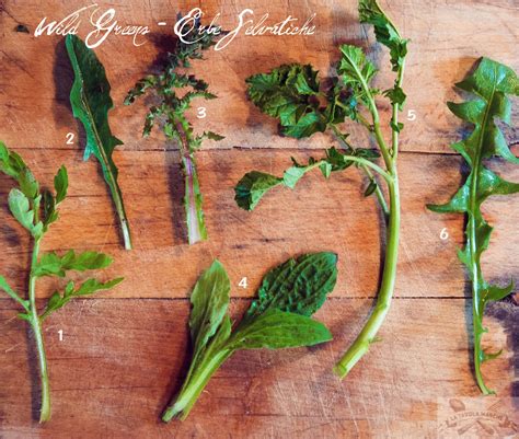 Identifying And Eating Wild Greens