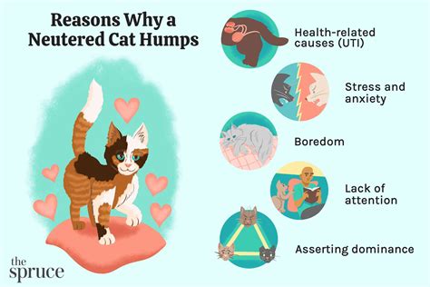 cat humping reasons why a neutered cat still mounts