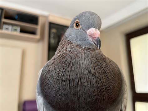 Pigeons As Pets And Keeping Pet Pigeons Pigeon How