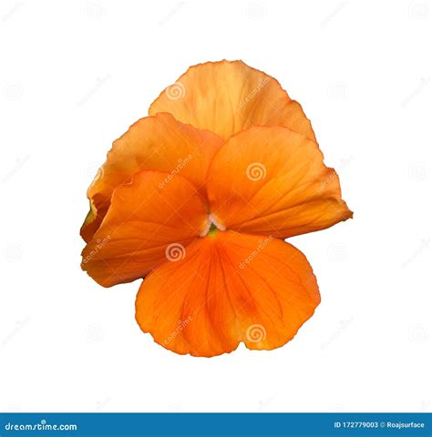 Macro Fresh Layer Petal Blooming Orange Flower Isolated On White