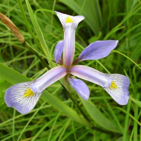Northern Blue Flag Iris Iris Versicolor Seed Rsiriver