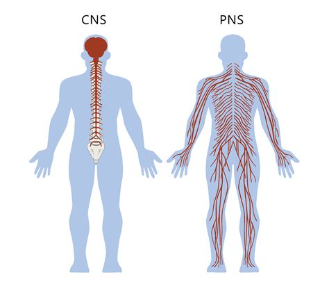 Diagram Blank Nervous System Diagram Mydiagramonline