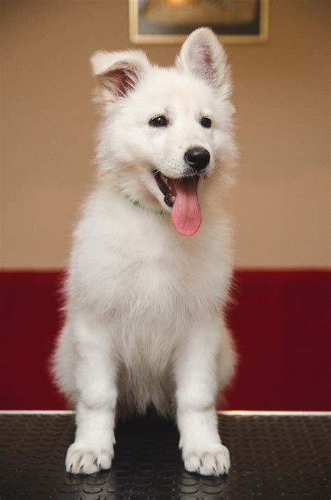 Beautiful all black and all white german shepherds are out there, too. White Shepherd Puppies For Sale | San Bernardino County ...