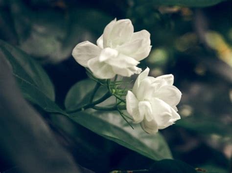 Does Jasmine Attract Or Repel Mosquitoes Answered Leafyjournal