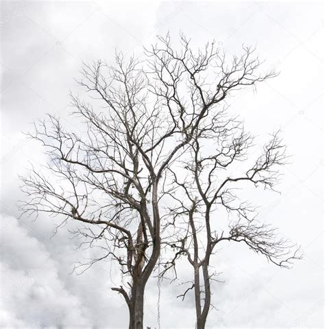 Döda Trädet Utan Bladen Torka — Stockfotografi © Scenery1 65590009