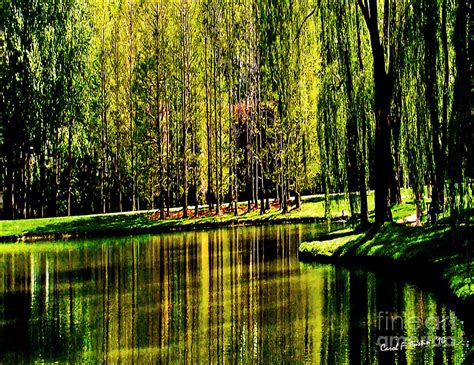 Weeping Willow Tree On Lakeside Photograph By Carol F Austin