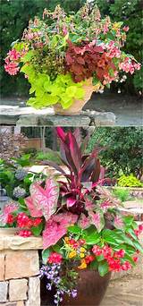Variegated leaves, depending on variety; Best Container Plants For Sunny Patio - Patio Ideas
