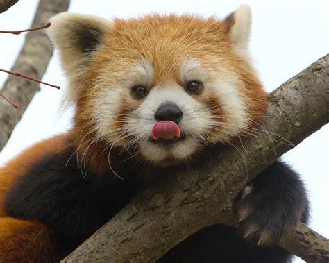 Red Panda Ailurus Fulgens Belteshazzar Aka Harimau Kayu Flickr