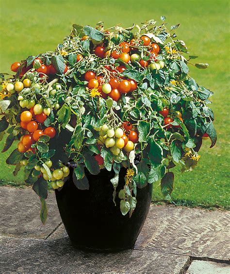 Tomato Tumbler Seeds