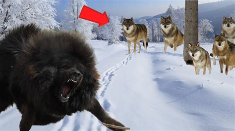 Mastín Tibetano Es Sorprendido Por 5 Depredadores Perro Vs Lobo