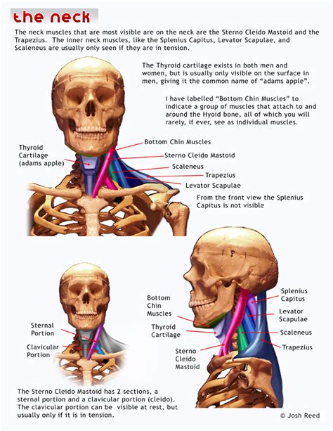 Back Of Neck Anatomy Back Of Neck Anatomy Muscles Advanced