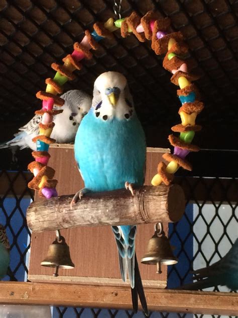 Budgies For Sale Birds In E6 London For £2000 For Sale Shpock