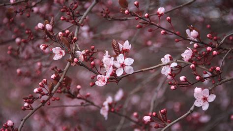 See more ideas about cherry blossom wallpaper, wallpaper, wallpaper backgrounds. Cherry Blossom Backgrounds (76+ images)