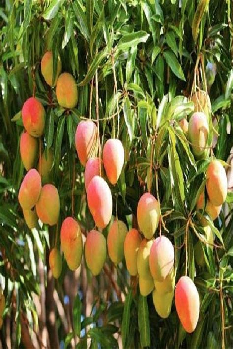 Container Grown Mango Trees How To Grow Mango Trees In Pots Mango