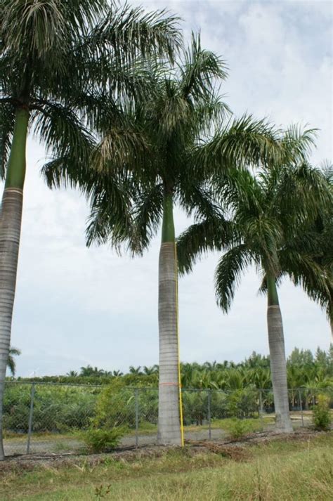 Royal Palm Roystonea Regia Palmco Wholesale Palms Florida