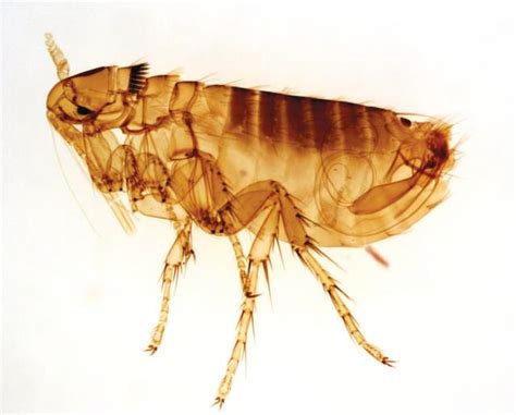 What Do Fleas Look Life In Each Life Stage Orkin