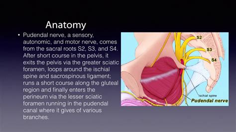 Pudendal Nerve Block Youtube