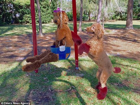 Poodles Show Off Their Skills By Playing On Swings And Even Riding