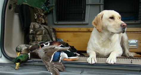 Hunting Labrador Retrievers In Pennsylvania