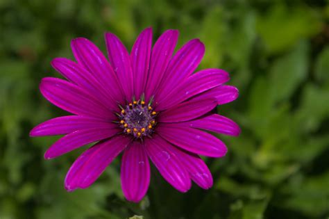 Single Purple Flower Free Stock Photo Public Domain Pictures
