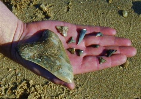 Beach Combing For Shark Teeth