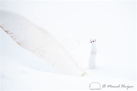 Marcel Huijser Photography Long Tailed Weasel Long Tailed Weasel