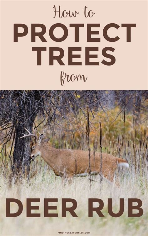 We did not find results for: How to Protect Trees From Deer Rub - Finding Sea Turtles ...