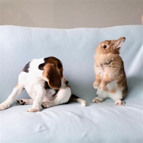 Can Rabbits And Dogs Be Friends Baby Animals Pictures Cute Bunny