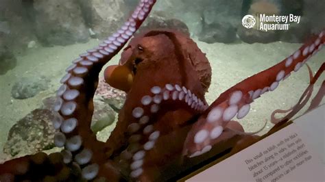 A Few Minutes With A Giant Pacific Octopus At The Monterey Bay Aquarium