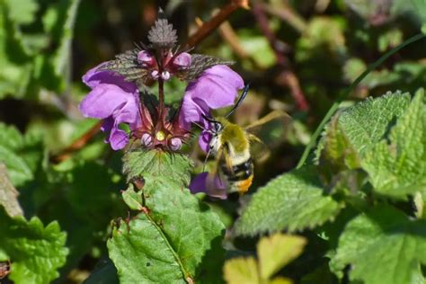 18 Insects That Are Similar To Bees Naturenibble