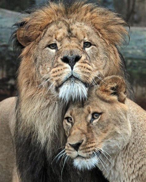 Pin By Chintan On Lion And Lioness ️ Lion Love Animals Beautiful Lion