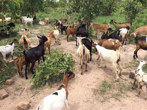 Commercial Goat Farming Business In Africa Most Especially Nigeria