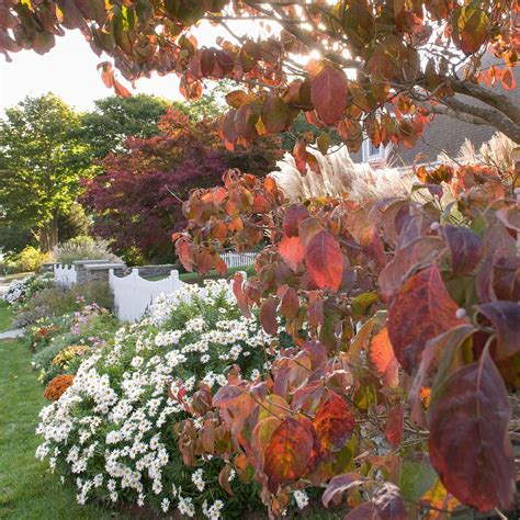 Top Trees And Shrubs For Adding Fall Color To Your Yard Better Homes