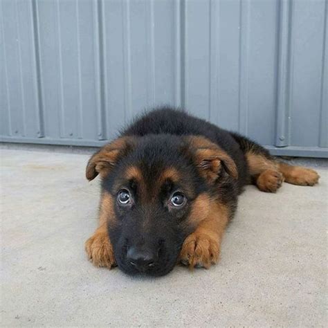 25 Of The Cutest German Shepherd Puppies Ever Dogs Addict