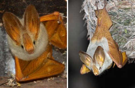 44 Surprising Species Of Bats All Bat Species In The World Amazing