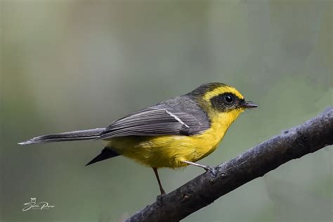 Yellow Bellied Fantail